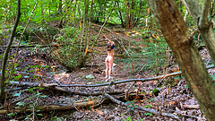 Innocent Walk in the Woods turns into Outdoor Sex